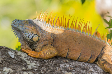 Portrait of a male green Iguana with vivid nature colors in the