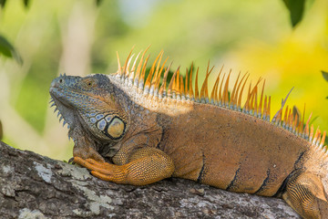 Portrait of a male green Iguana with vivid nature colors in the