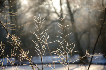 Frost