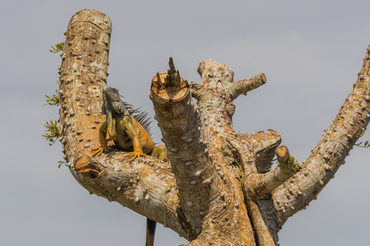 Proud male green iguana guarding the environment from a bald cei