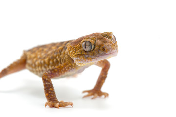 gecko lizard isolated on white background