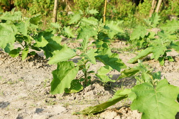 Eggplant trees are growing in the garden
