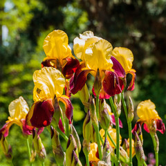 Iris barbata elatior 'Accent'