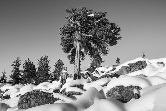 Fototapeta Winter trees in black and white in mountains.