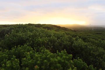 Vegetation and sunlight in South Africa