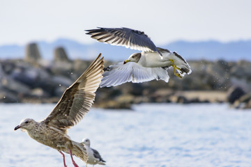 飛び立つ瞬間のカモメ　海鳥　2羽