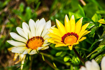 Castione della Presolana flore
