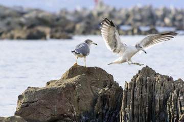 岩場に降り立つカモメ　海鳥　2羽