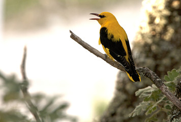 Male of Golden oriole. Oriolus oriolus