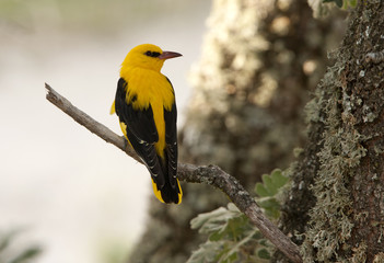 Male of Golden oriole. Oriolus oriolus