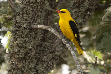 Male of Golden oriole. Oriolus oriolus