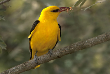 Male of Golden oriole. Oriolus oriolus