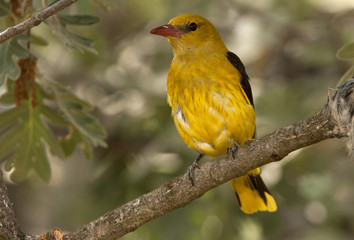 Female of Golden oriole. Oriolus oriolus