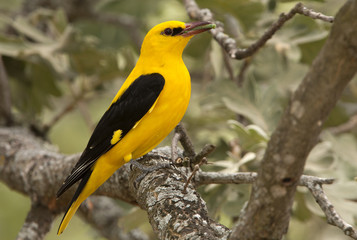 Male of Golden oriole. Oriolus oriolus