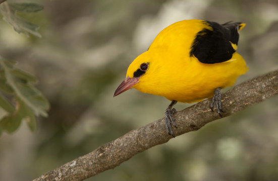 Male of Golden oriole. Oriolus oriolus