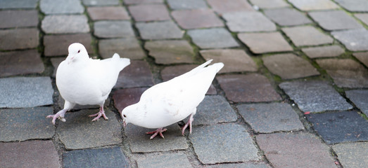 Zwei Weiße Tauben auf Kopfsteinpflaster mit Textfreiraum