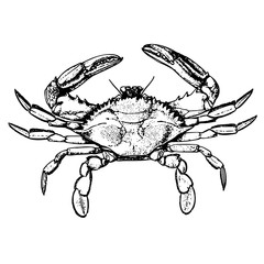 sketch a realistic crab
