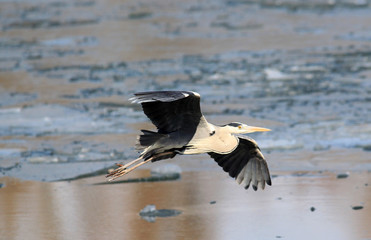 The grey heron ( Ardea cinerea ) flying over frozen river Danube covered with snow and ice , in Belgrade, Zemun, Serbia.