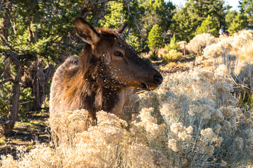 Elk at the Grand Canyon