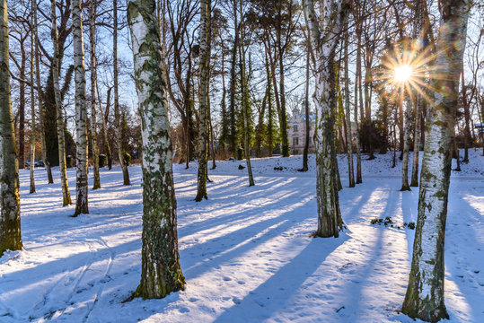 Birkenwald - Winterlandschaft mit Sonne in Dresden