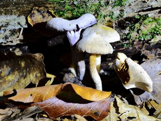 Fototapeta premium Autumn Fruiting Fungi