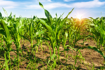 Rural field in summer.Green corn field.