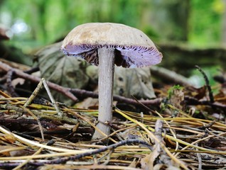 Autumn Fruiting Fungi