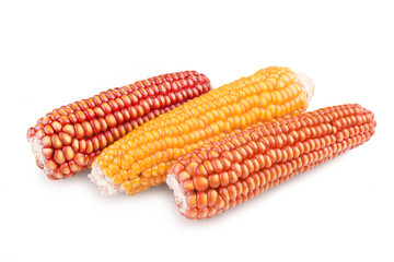 isolated corn