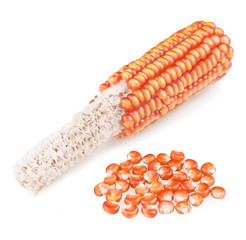 isolated corn