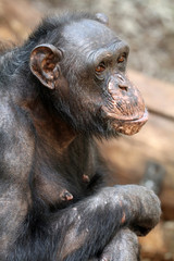 Chimpanzee