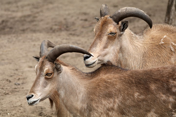 Barbary sheep