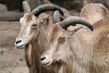 Barbary sheep
