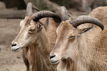 Barbary sheep