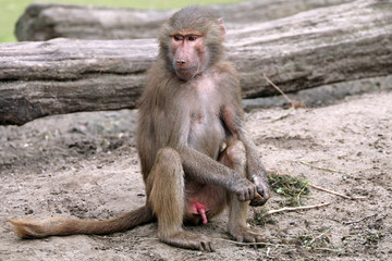 Baboon