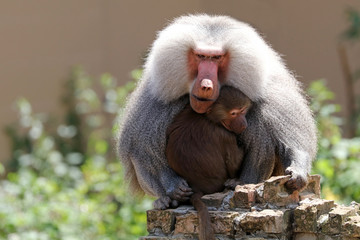 Fototapeta premium Baboon