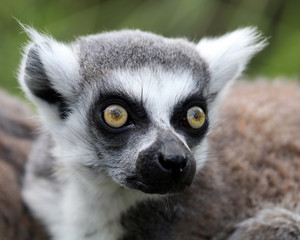 Ring-tailed lemur