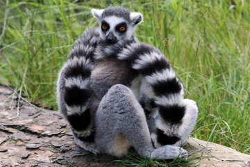 Ring-tailed lemur