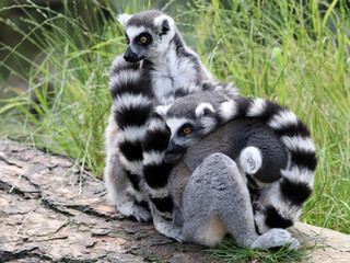 Ring-tailed lemur