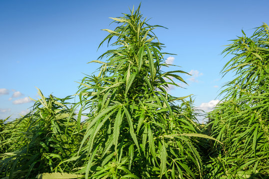 Growing cannabis plants