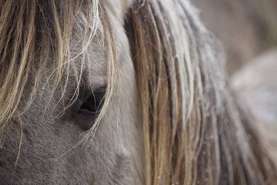 Konik Horse 2