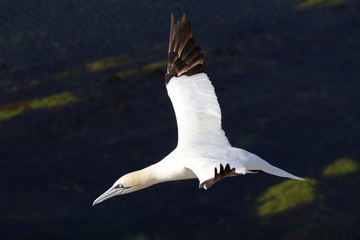 Northern gannet in flight