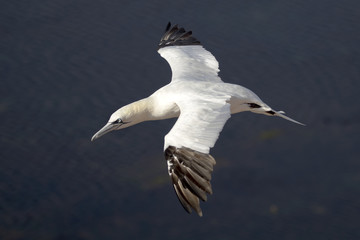 Northern gannet in flight