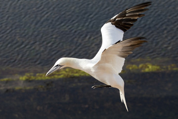 Fototapeta na wymiar Northern gannet in flight