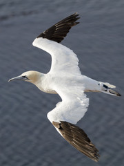 Northern gannet in flight