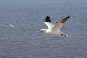 Northern gannet in flight