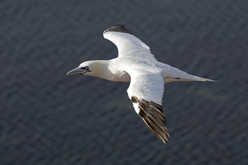 Northern gannet in flight