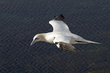 Northern gannet in flight