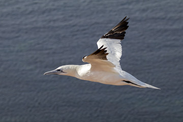 Northern gannet in flight