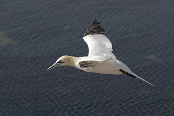 Northern gannet in flight