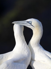 Northern Gannet